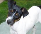 Χιλιανή Terrier, είναι η πρώτη χιλιανή ράτσα σκυλιών